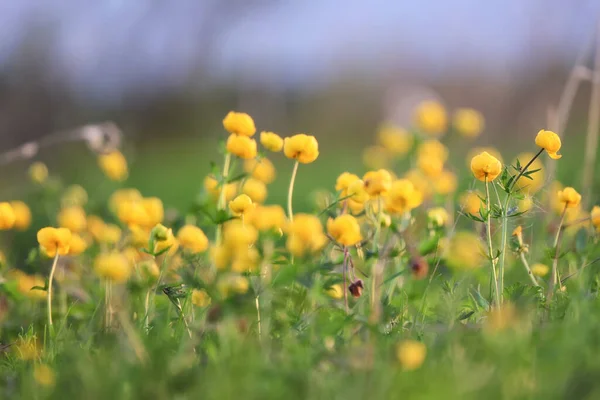 Maiô Flores Amarelas Selvagens Campo Verão Natureza Com Flores Abstrato — Fotografia de Stock