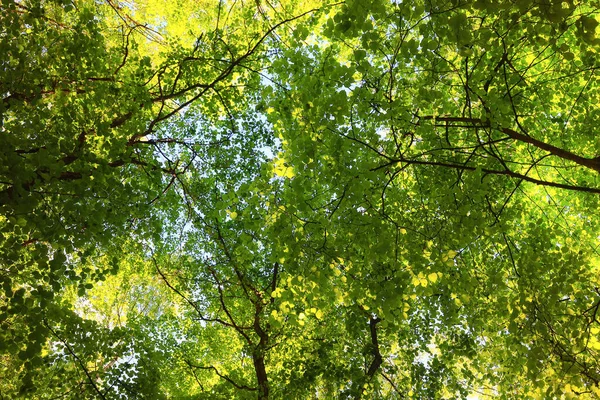 Gröna Löv Träd Grenar Bakgrund Sommar Abstrakt Säsong Sommar Natur — Stockfoto