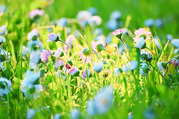 Flowers Daisies Background Summer Nature Field Green Flowering Colorful Daisies — Stock Photo, Image