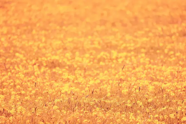 Amarelo Campo Dente Leão Fundo Panorama Abstrato Flor Amarela Florescendo — Fotografia de Stock