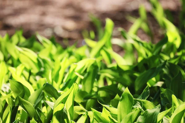 Bunga Lili Lembah Ini Meninggalkan Latar Belakang Hijau Tekstur Taman — Stok Foto