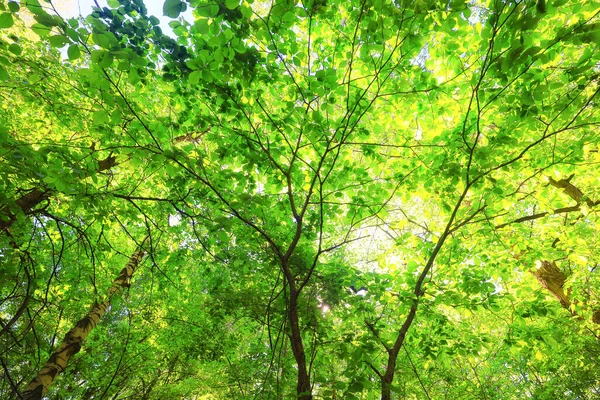 Groene Bladeren Boom Takken Achtergrond Zomer Abstract Seizoen Zomer Natuur — Stockfoto