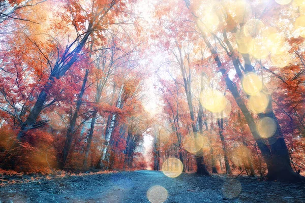 Queda Paisagem Fundo Bonito Amarelo Floresta Outono Estação Natureza Queda — Fotografia de Stock