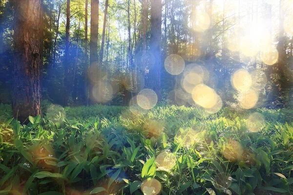 森の中の谷の風景のユリ 森の緑の季節の眺め — ストック写真