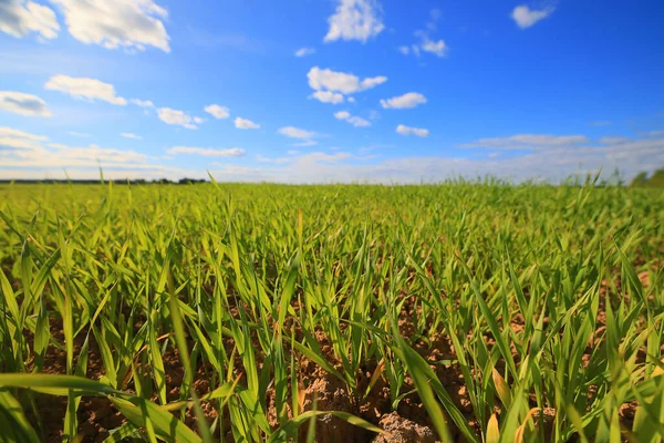 Grama Verde Brotos Frescos Trigo Grama Verde Campo Verão Fundo — Fotografia de Stock