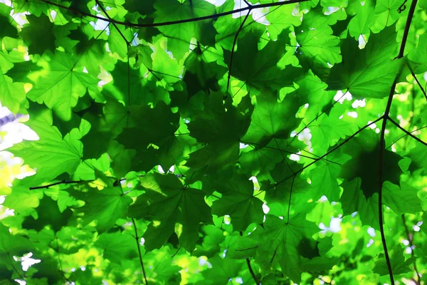 Branches Feuilles Été Érable Fond Vert Arbre Croissance Fraîche — Photo