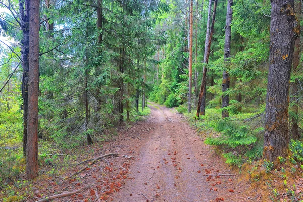 Hutan Konifer Musim Panas Lansekap Pohon Hijau Latar Belakang Alam — Stok Foto