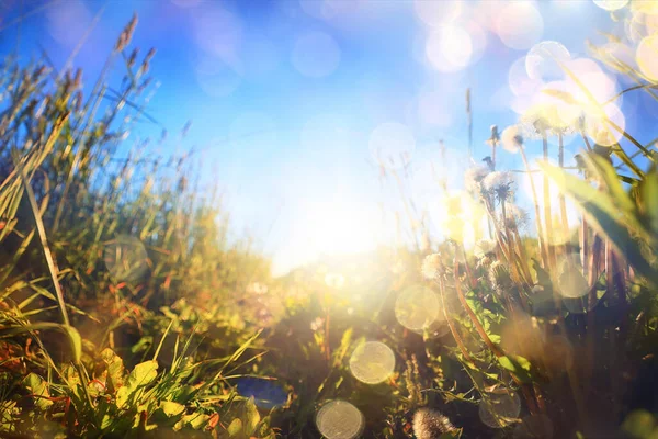 Sommar Fält Gräs Blommor Sol Bakgrund — Stockfoto