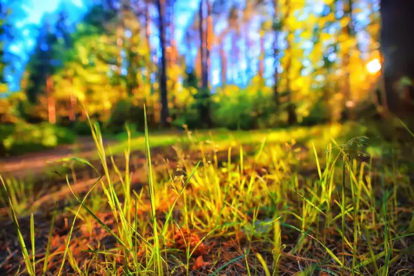 Yaz Çimleri Çiçekler Güneş Arka Planı — Stok fotoğraf