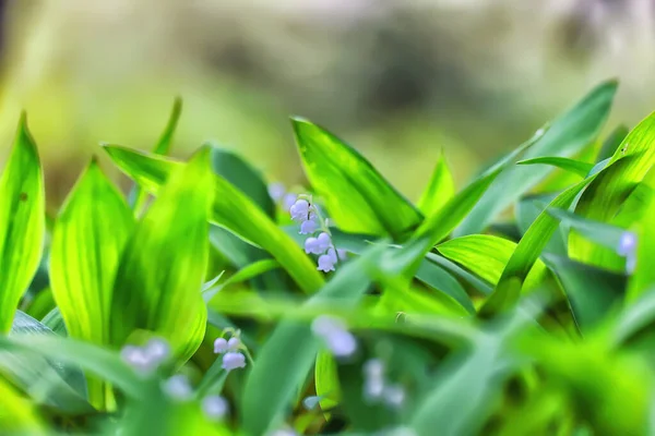 Lilies Valley Leaves Green Background Nature Fresh Green Garden Texture — Stock Photo, Image