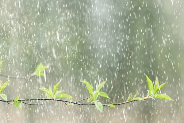 Wiosna Deszcz Kwiaty Tło Kwiat Pole Natura Świeże Zielone Woda — Zdjęcie stockowe