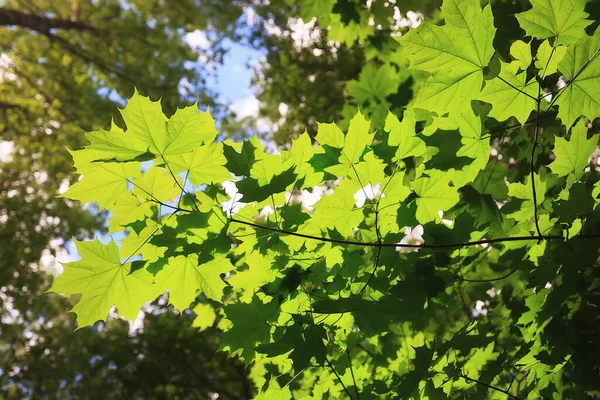 枝は夏に紅葉した緑の背景の木新鮮な成長 — ストック写真