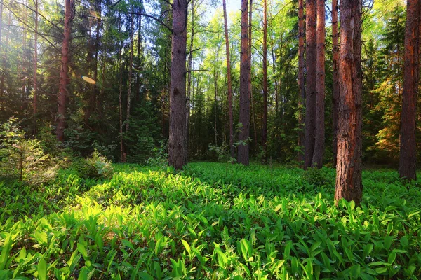 Lelies Van Het Dal Landschap Het Bos Achtergrond Uitzicht Het — Stockfoto