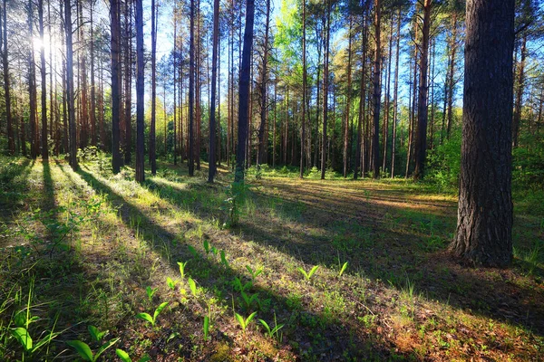 Sol Dia Verão Parque Verde Bela Paisagem Árvores Fundo — Fotografia de Stock