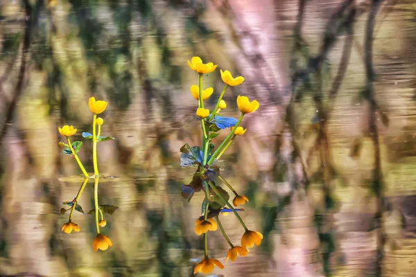 Maiô Flores Amarelas Selvagens Campo Verão Natureza Com Flores Abstrato — Fotografia de Stock