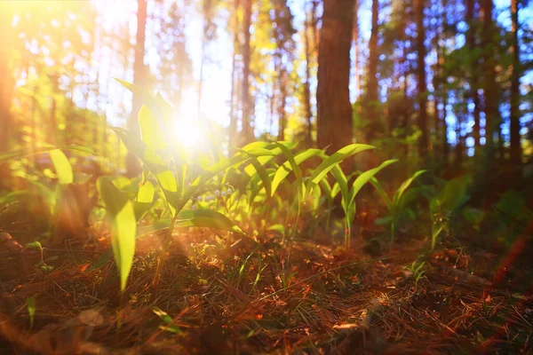 Solig Sommardag Grön Park Vackra Landskap Träd Bakgrund — Stockfoto