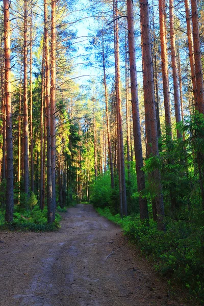 Slunečný Letní Den Zeleném Parku Krásná Krajina Stromy Pozadí — Stock fotografie