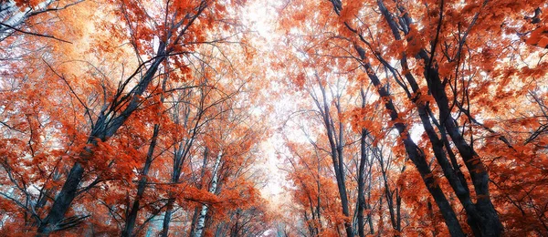 Herfst Landschap Achtergrond Mooi Geel Bos Herfst Seizoen Natuur Vallen — Stockfoto