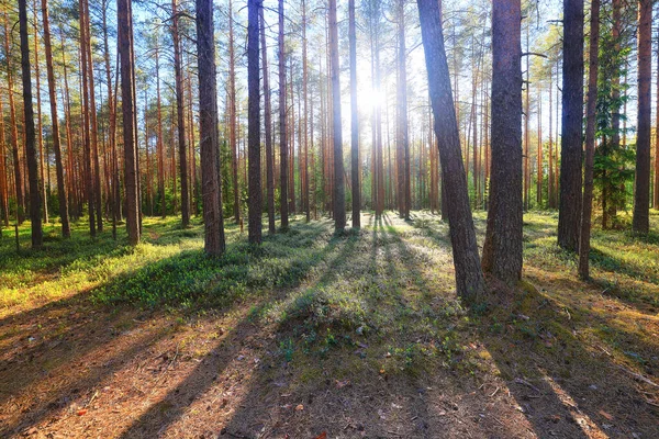 Sol Dia Verão Parque Verde Bela Paisagem Árvores Fundo — Fotografia de Stock