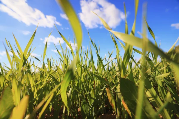 緑の草新芽小麦緑の草畑夏の背景 — ストック写真