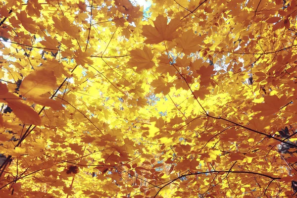 Arancio Caduta Foglie Autunno Fondo Giallo Rami Acero — Foto Stock