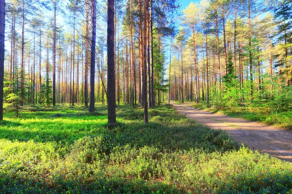 Солнечный Летний День Зеленом Парке Красивые Ландшафтные Деревья — стоковое фото