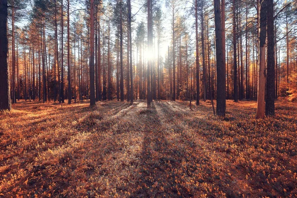 Höst Landskap Bakgrund Vacker Gul Skog Höst Säsong Natur Nedgång — Stockfoto