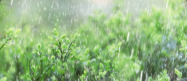 Весняний Дощ Квіти Фон Розквітле Поле Природа Свіжі Зелені Краплі — стокове фото