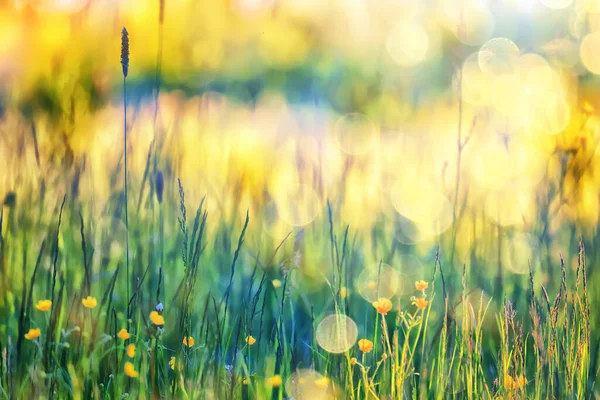 Μαγιό Άγρια Κίτρινα Λουλούδια Φύση Καλοκαιρινό Πεδίο Λουλούδια Αφηρημένη Όμορφο — Φωτογραφία Αρχείου