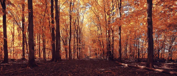 Fall Landscape Background Beautiful Yellow Forest Autumn Season Nature Fall — Stock Photo, Image