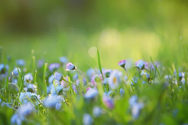 Virágok Százszorszépek Háttér Nyár Természet Mező Zöld Virágzó Színes Százszorszépek — Stock Fotó