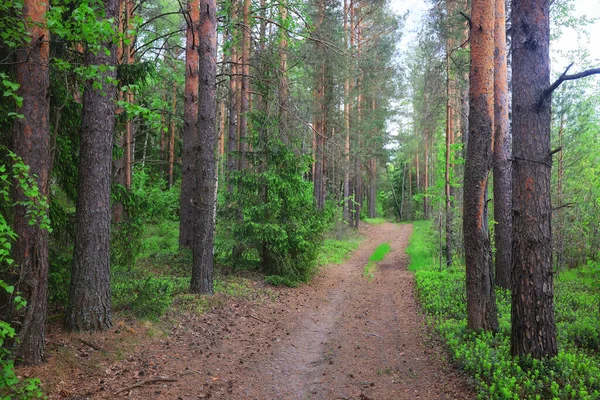 Barrskog Sommar Landskap Gröna Träd Utomhus Bakgrund Natur — Stockfoto