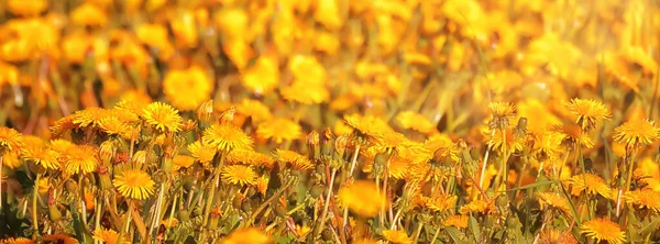 Yellow Dandelion Field Background Abstract Panorama Yellow Flower Blooming Dandelions — Stock Photo, Image
