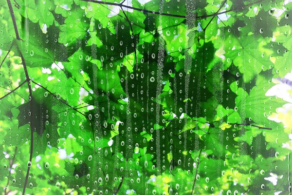 Rain Branches Glass Trees Abstract Wet Window View Background Nature — Stock Photo, Image