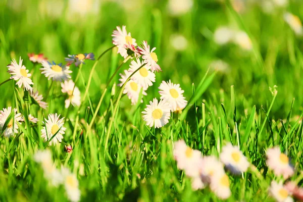 Flowers Daisies Background Summer Nature Field Green Flowering Colorful Daisies — Stock Photo, Image