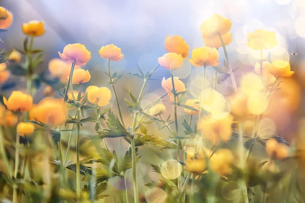 Traje Baño Flores Amarillas Silvestres Naturaleza Campo Verano Con Flores —  Fotos de Stock