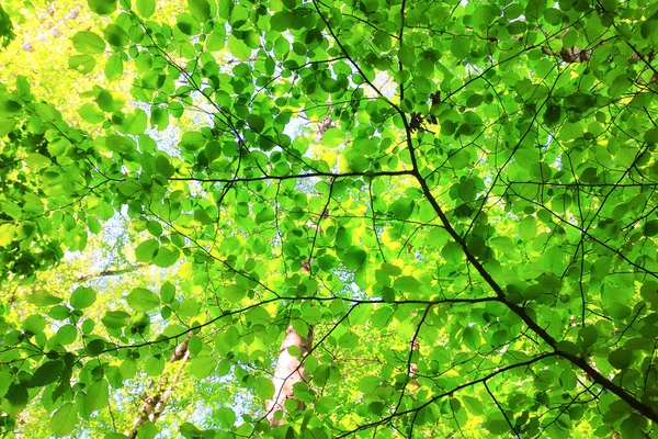 Feuilles Vertes Arbres Branches Fond Été Résumé Saison Été Nature — Photo