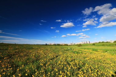Şehrin sınırında yaz manzarası. Evlerin arka planında sarı çiçekli karahindibalar var.