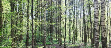 Yeşil Park 'ta güneşli bir yaz günü, arka planda güzel manzara ağaçları.