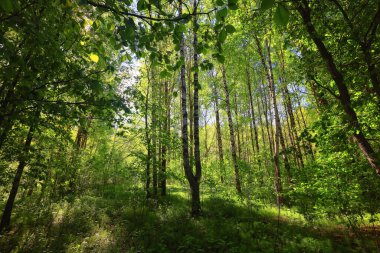 Yeşil Park 'ta güneşli bir yaz günü, arka planda güzel manzara ağaçları.
