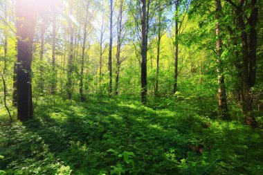 Yeşil Park 'ta güneşli bir yaz günü, arka planda güzel manzara ağaçları.