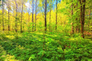 Yeşil Park 'ta güneşli bir yaz günü, arka planda güzel manzara ağaçları.
