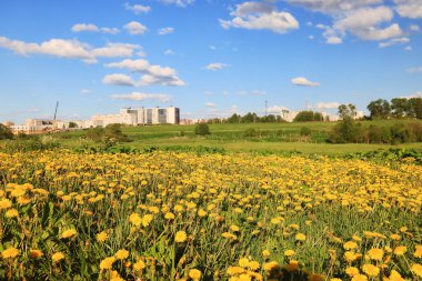 Şehrin sınırında yaz manzarası. Evlerin arka planında sarı çiçekli karahindibalar var.