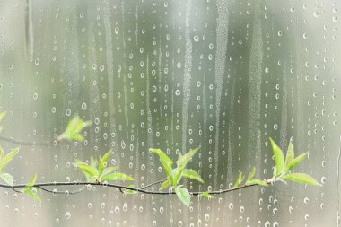 Yağmur dalları cam ağaçlar soyut ıslak, pencere arkaplan görüntüsü doğa