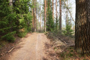 Yeşil Park 'ta güneşli bir yaz günü, arka planda güzel manzara ağaçları.
