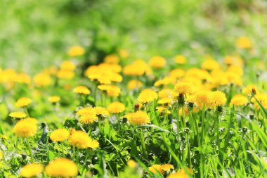 Sarı karahindiba tarlası arka planı, soyut panorama sarı çiçek açan karahindibalar.