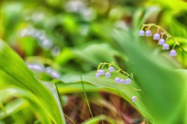 Vadinin zambakları yeşil arka plan, doğa taze yeşil bahçe dokusu