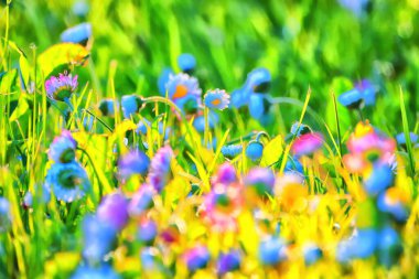 Çiçekler arka planda yaz doğası, tarla yeşili renkli papatyalar.