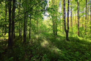 Yeşil Park 'ta güneşli bir yaz günü, arka planda güzel manzara ağaçları.