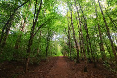 Yeşil Park 'ta güneşli bir yaz günü, arka planda güzel manzara ağaçları.
